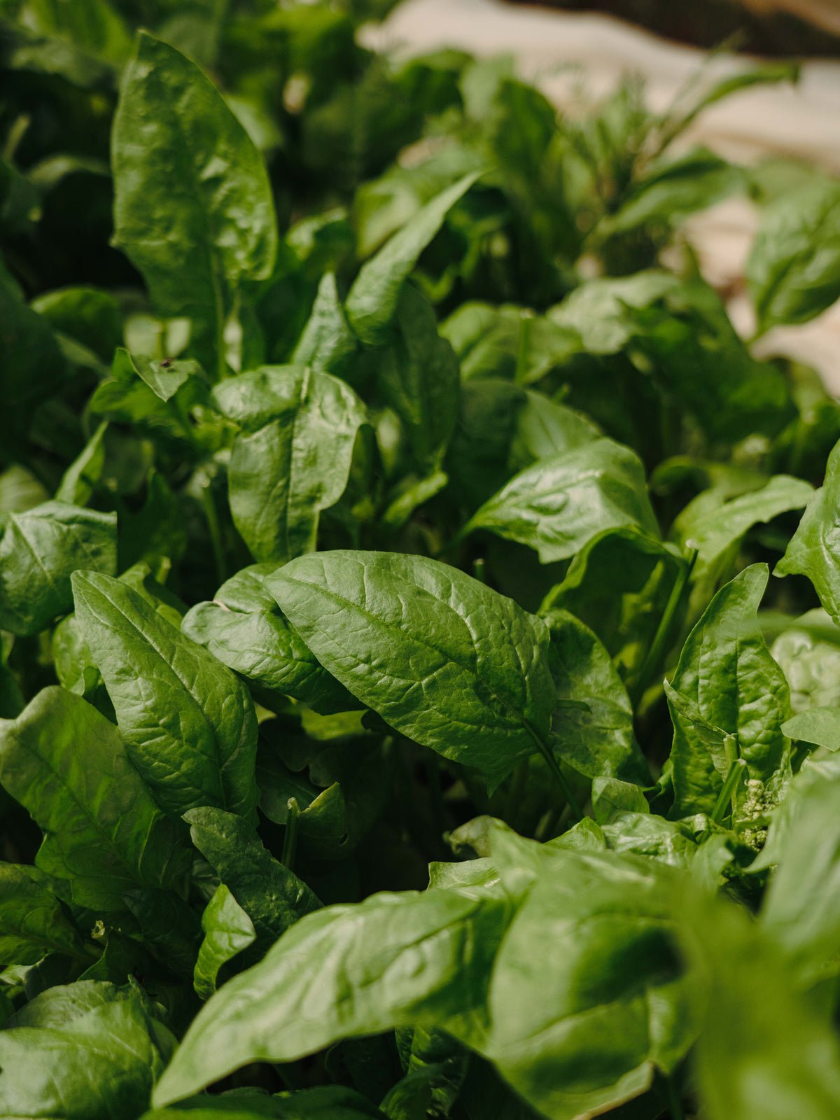 Plagát Basil z kvalitného papiera