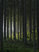 Poster Schwarzwald aus hochwertigem Papier