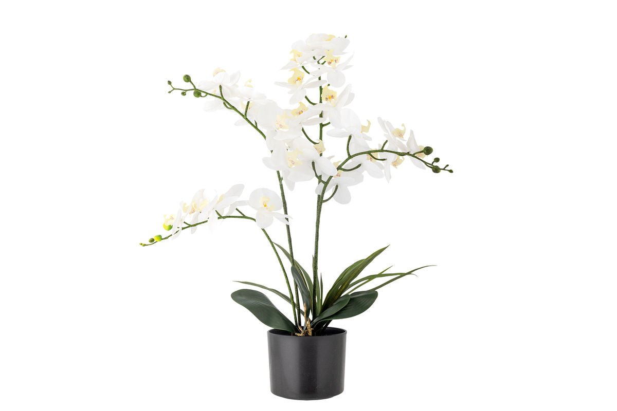 Umelá rastlina White Nola - 84 cm